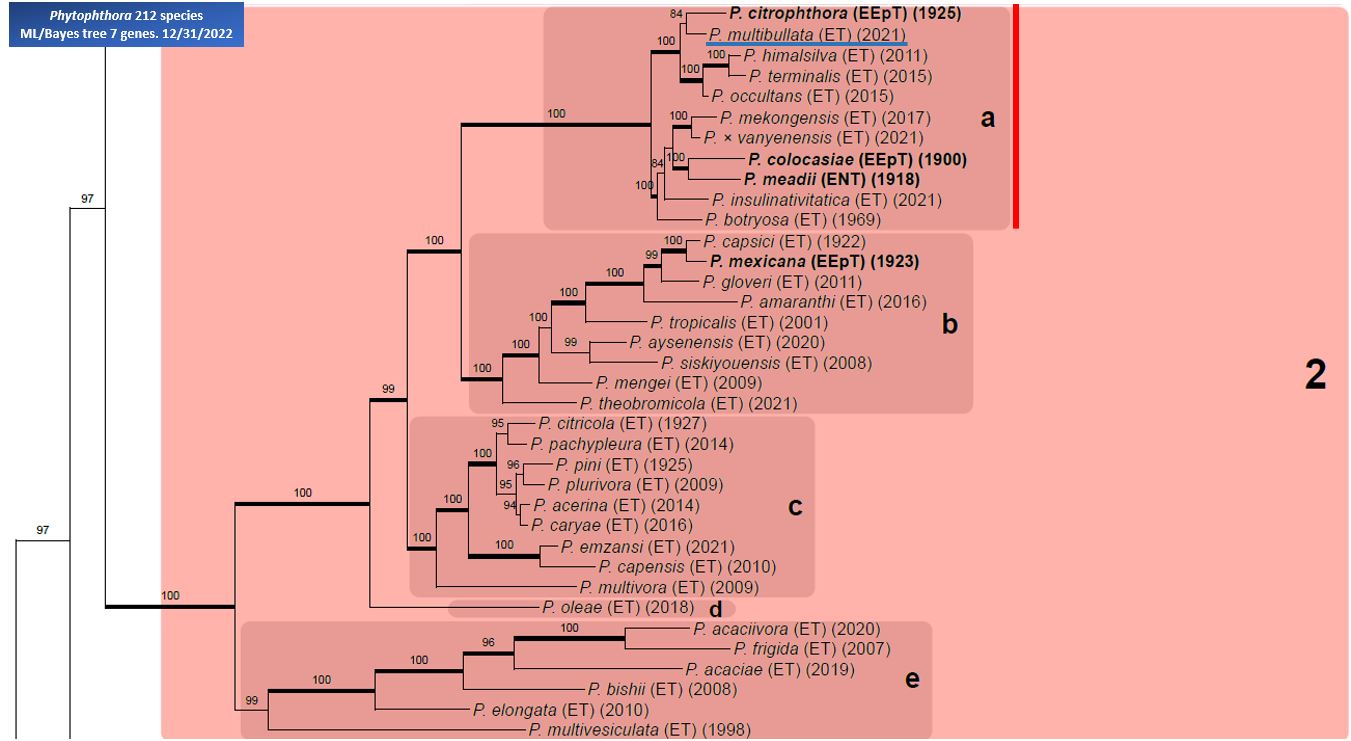    Phytophthora  spp. in subclade 2a:  portion of the seven-loci ML phylogeny featuring the type cultures of 212 described species (by T. Bourret). Notice the position of  P . multibullata    Ex-type CBS 146552 . Gloria Abad, USDA Samp;T.
